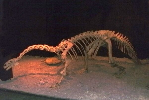 Bild von einem stehenden Skelett des Plateosaurus