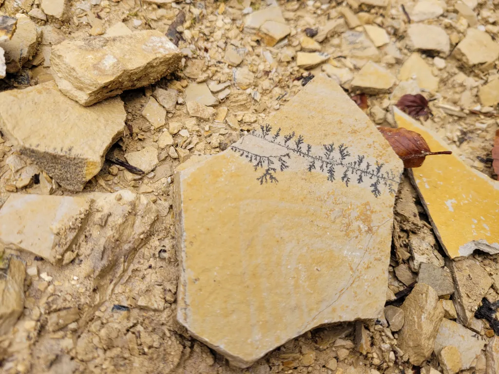 Picture of many ammonites on a large area