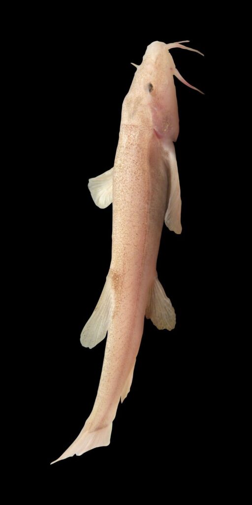 Image of a pink cavefish on a black background