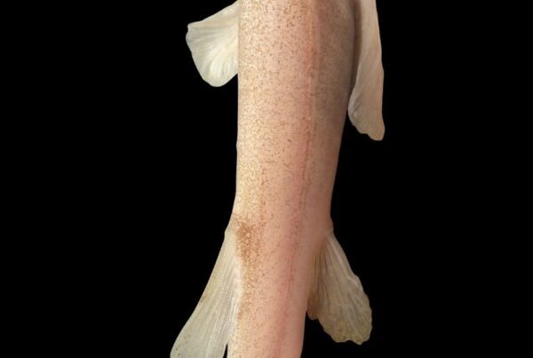 Bild von einem rosafarbenen Höhlenfisch auf schwarzem Hintergrund