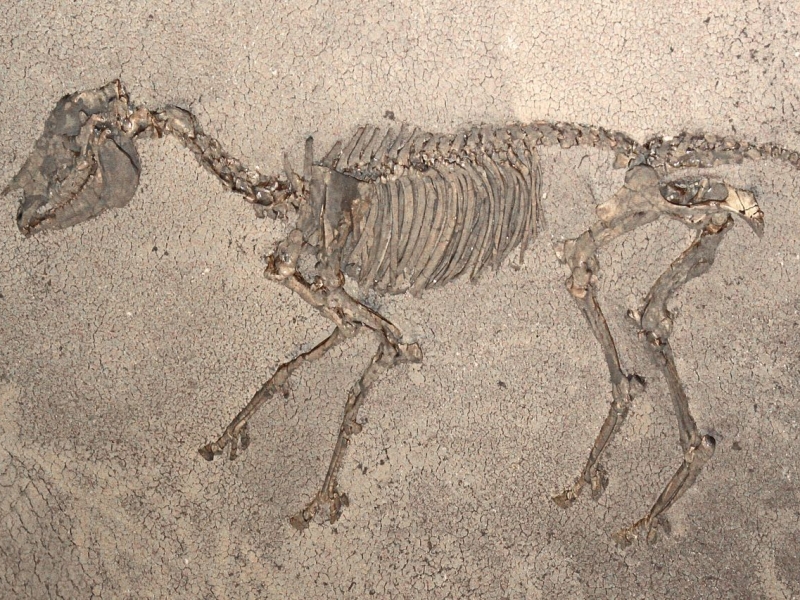 Picture of a Hipparion skeleton on stony ground