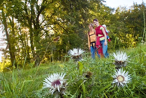 Bild von zwei Wanderinnen auf der Kraftsteinrunde. Eine Wanderin hat ein Kind im Tragetuch auf dem Rücken. Sie wandern auf einer Wiese mit Silberdisteln im Vordergrund