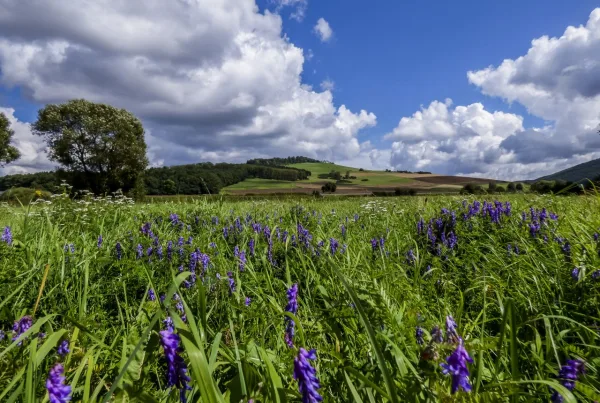 Bild von einer grünen Wiese mit blauen Traubenhyazinthen auf den Hegauvulkan Wartenberg mit blauem und wolkenverhangenem Himmel