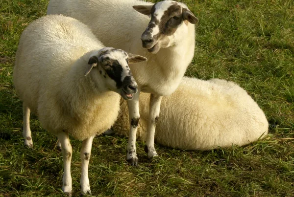 Bild von 3 weißen Schafen auf einer Wiese
