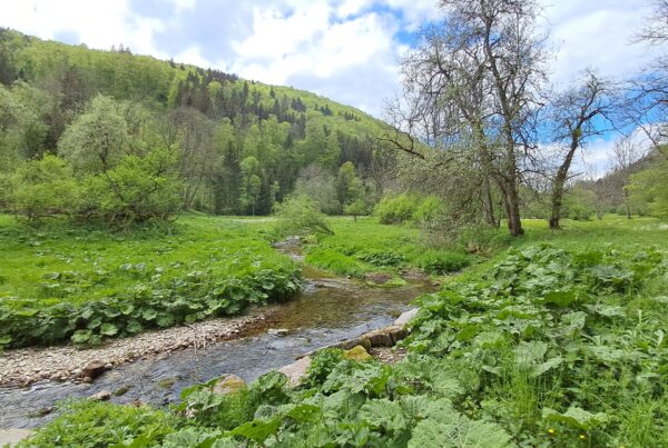 Lippach im Frühjahr